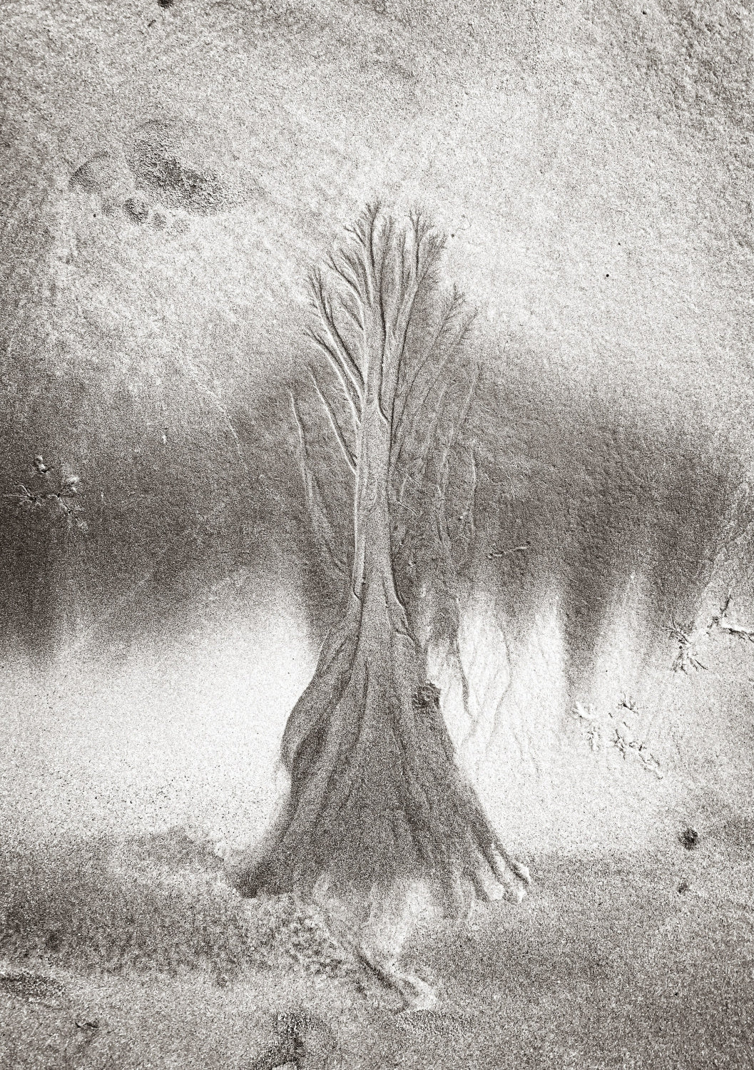 Tree of life Poster och Canvastavla