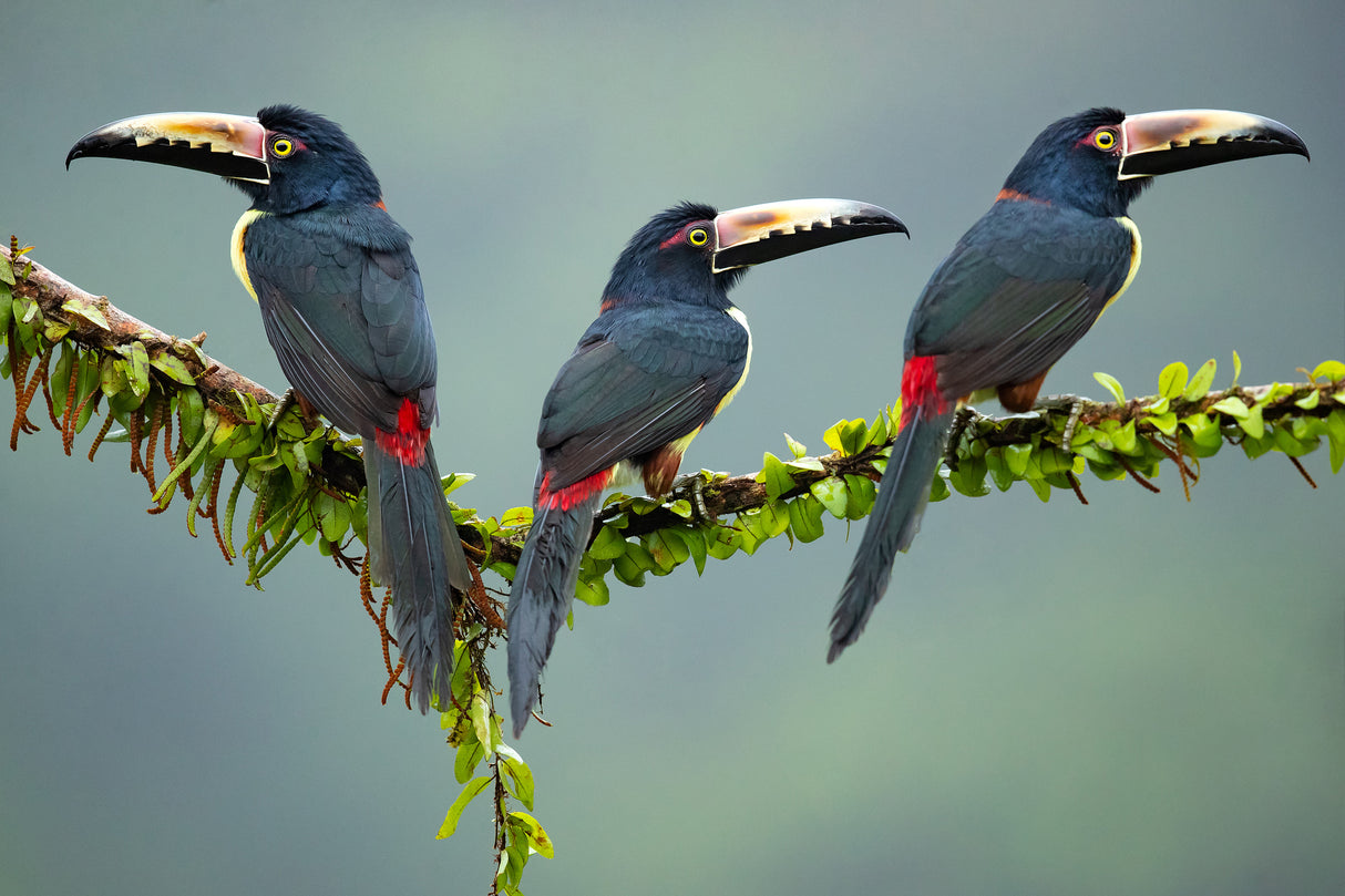 Collared Aracari Poster och Canvastavla