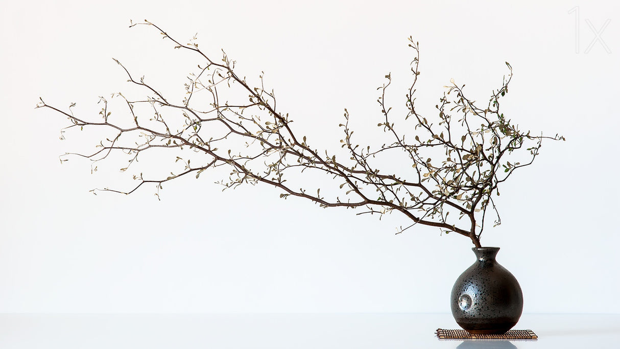Vase And Branch Poster och Canvastavla