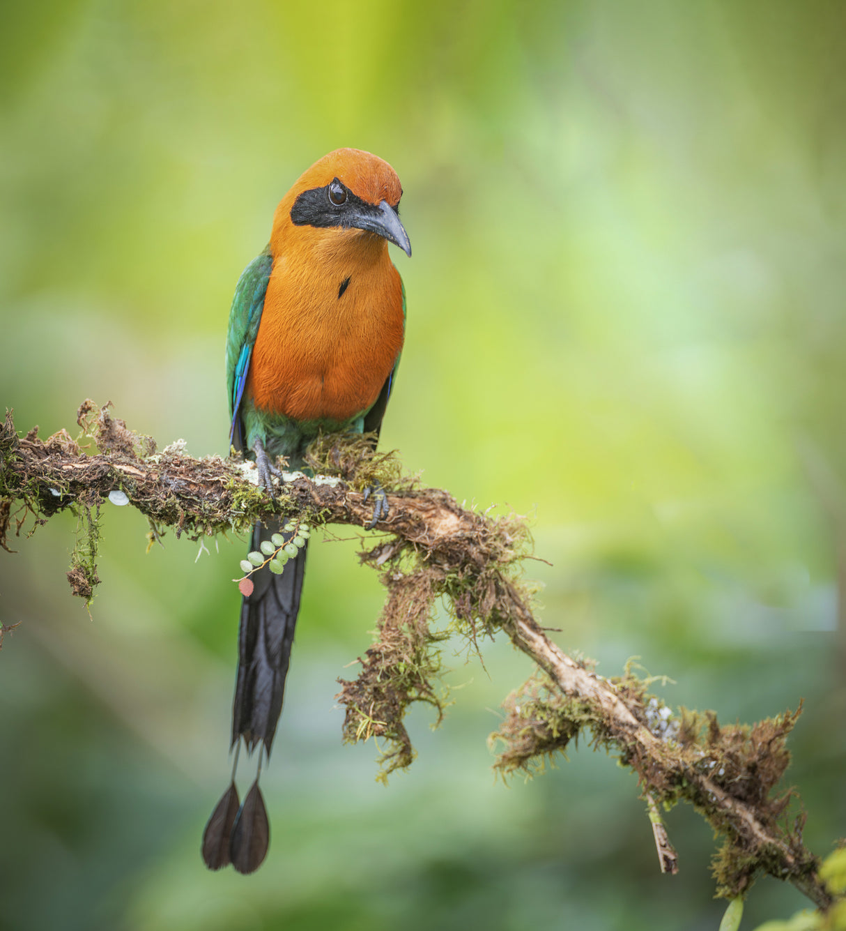 Rufous Motmot Poster och Canvastavla