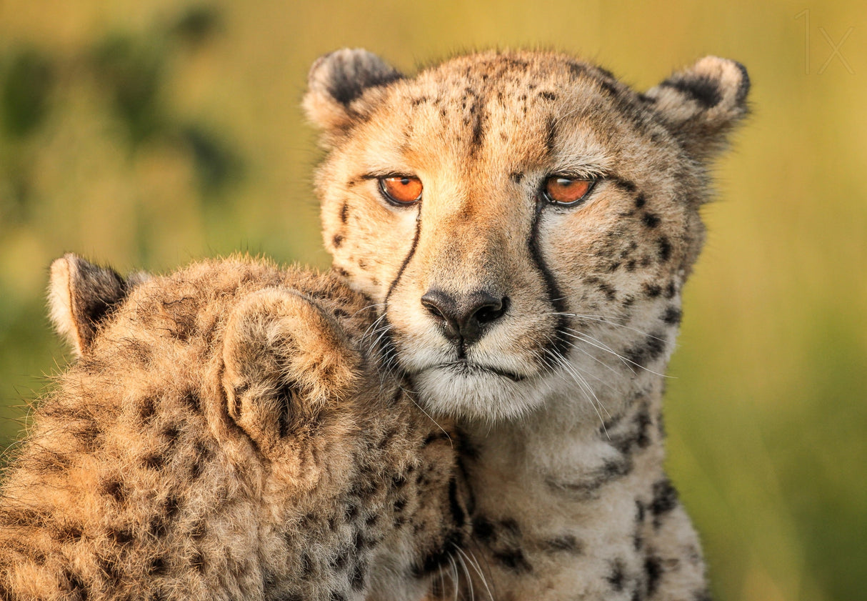 Cheetah eyes Poster och Canvastavla