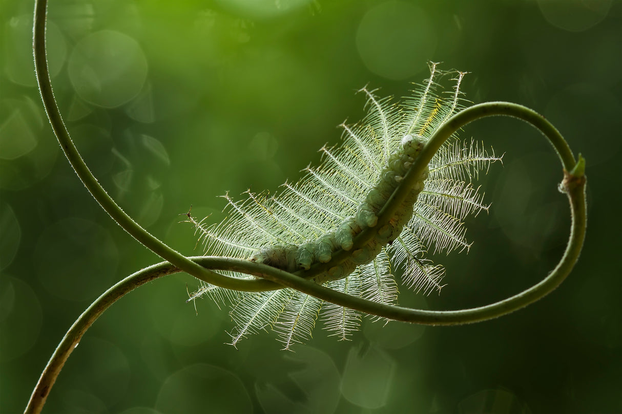 Mango Caterpillar Poster och Canvastavla
