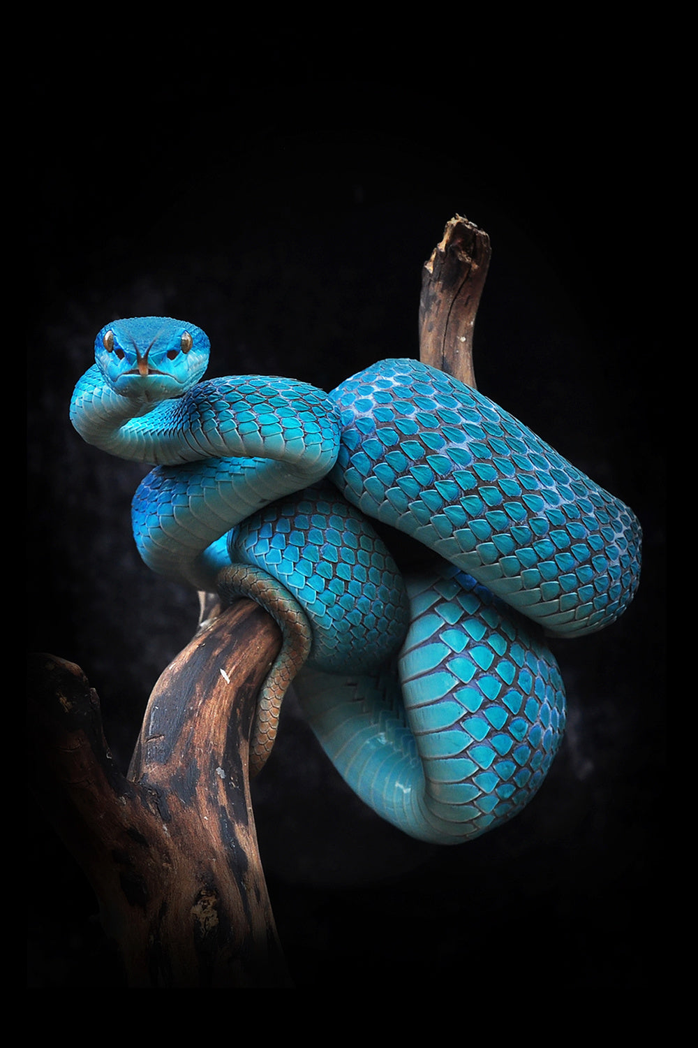 Trimeresurus Poster och Canvastavla