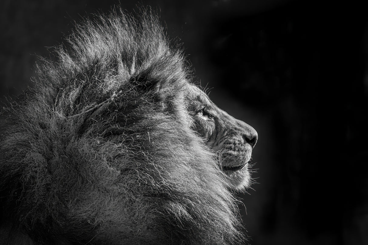 Simba in monochrome Poster och Canvastavla