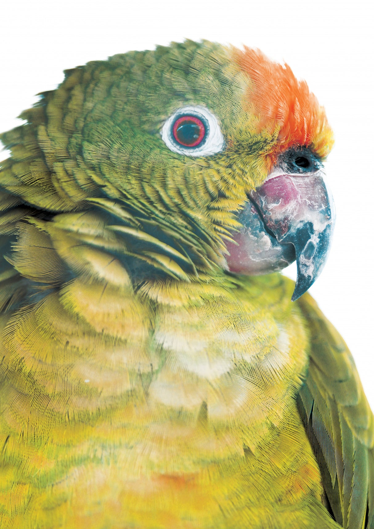 Parrot Poster och Canvastavla