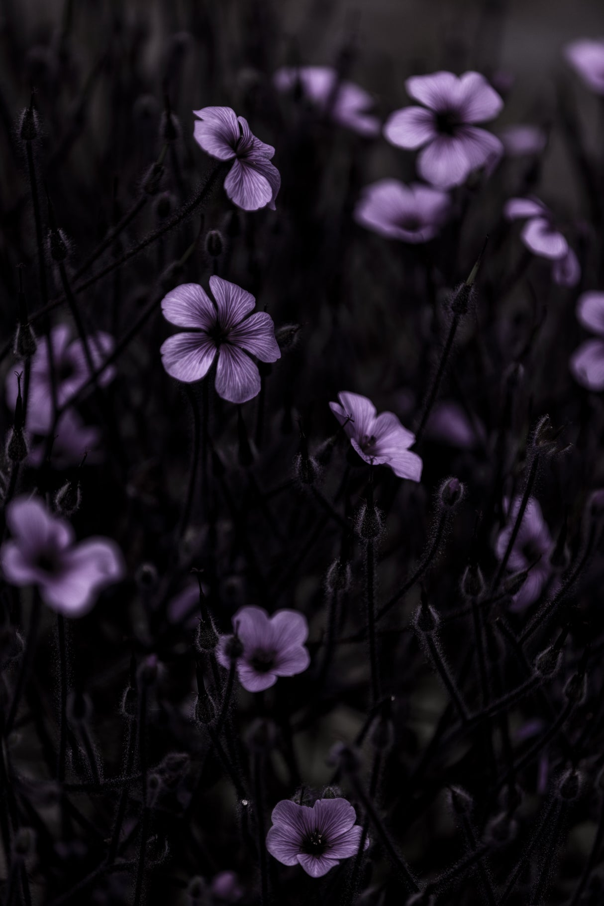 Dark Flowers 10 Poster och Canvastavla