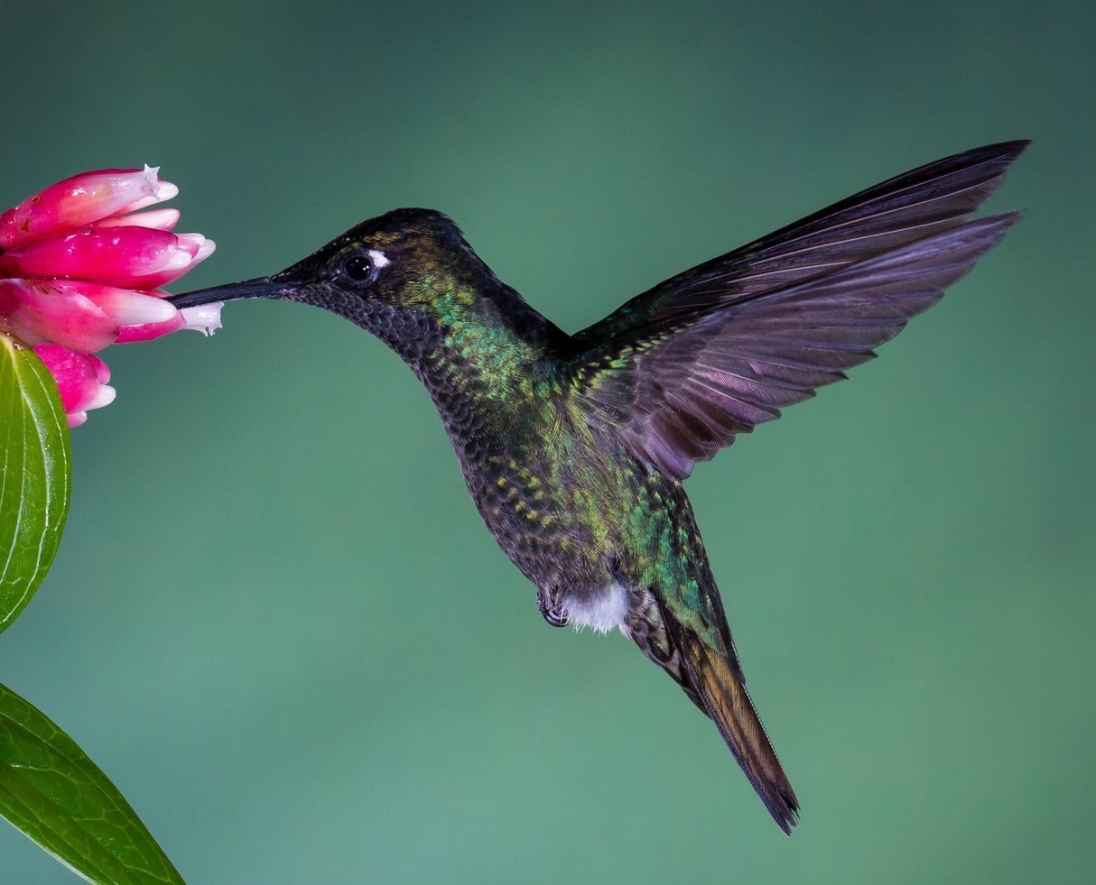 Costa Rican Hummingbird Poster och Canvastavla