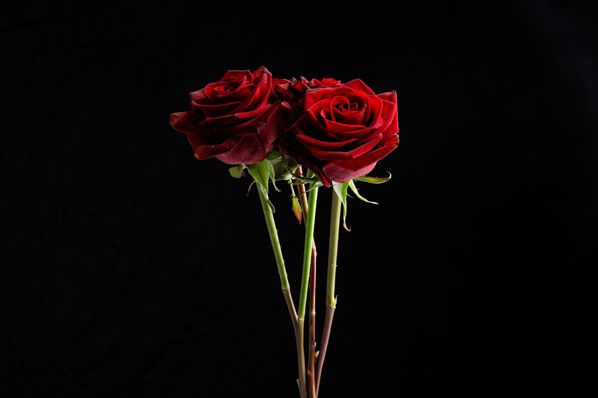 red rose Poster och Canvastavla