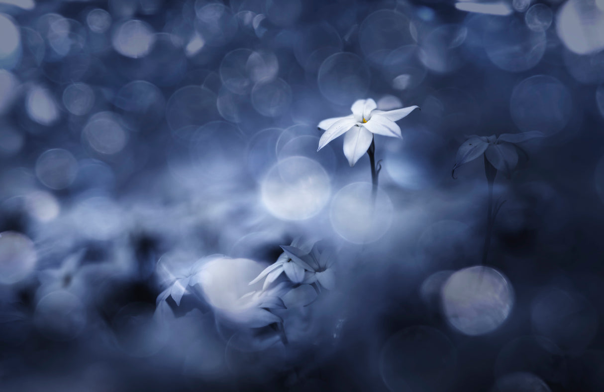 Sparkling background Poster och Canvastavla
