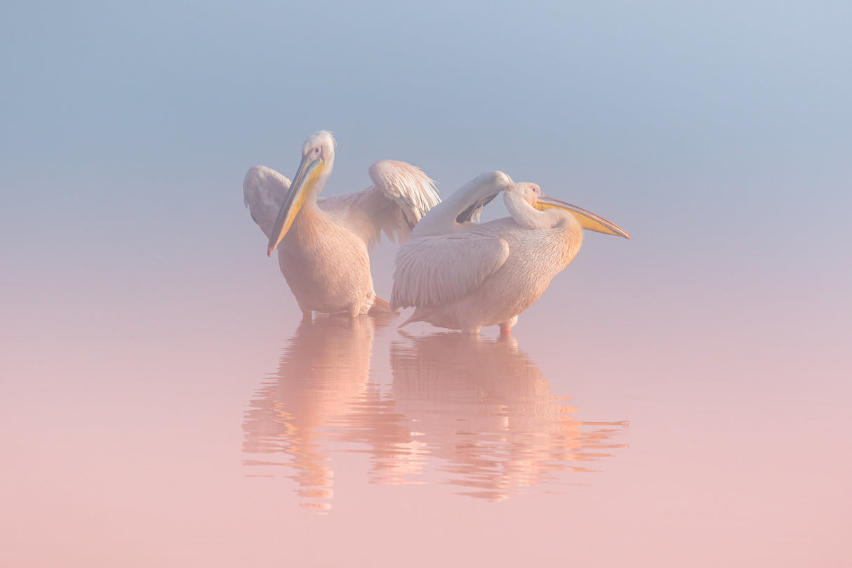 Two Pelicans Poster och Canvastavla