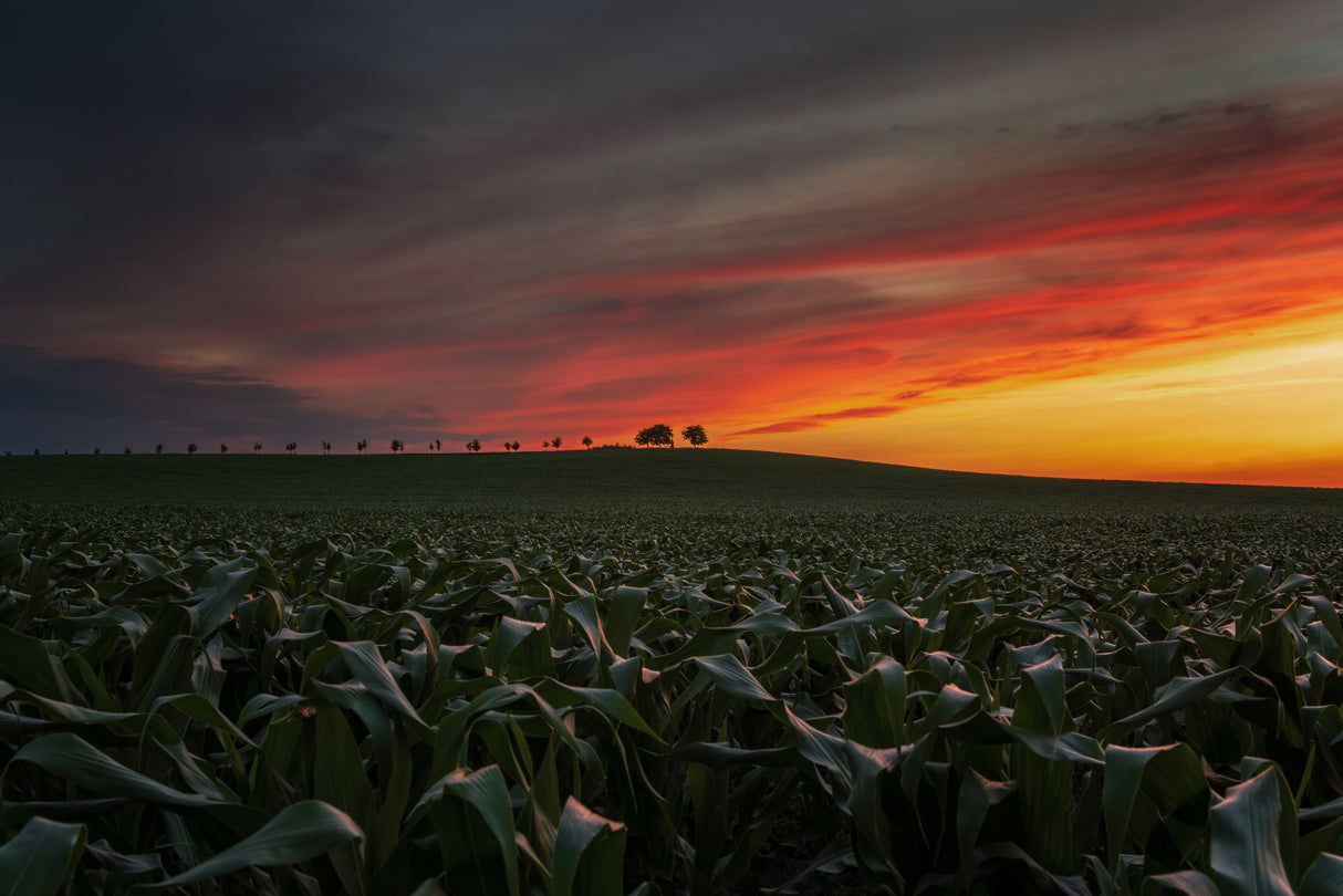 Sunset in the cornfield Poster och Canvastavla