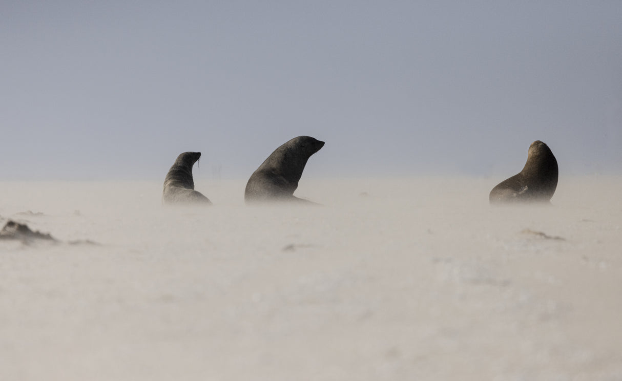 Costal Sandstorm Poster och Canvastavla