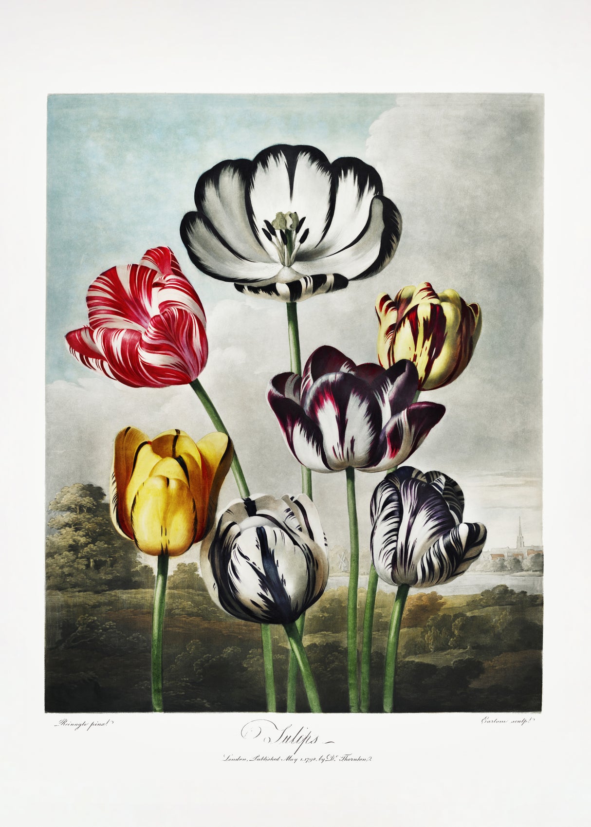 Tulips from The Temple of Flora (1807) Poster och Canvastavla