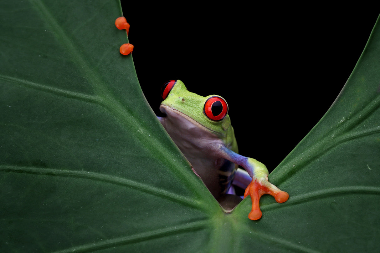 Peek a boo Poster och Canvastavla