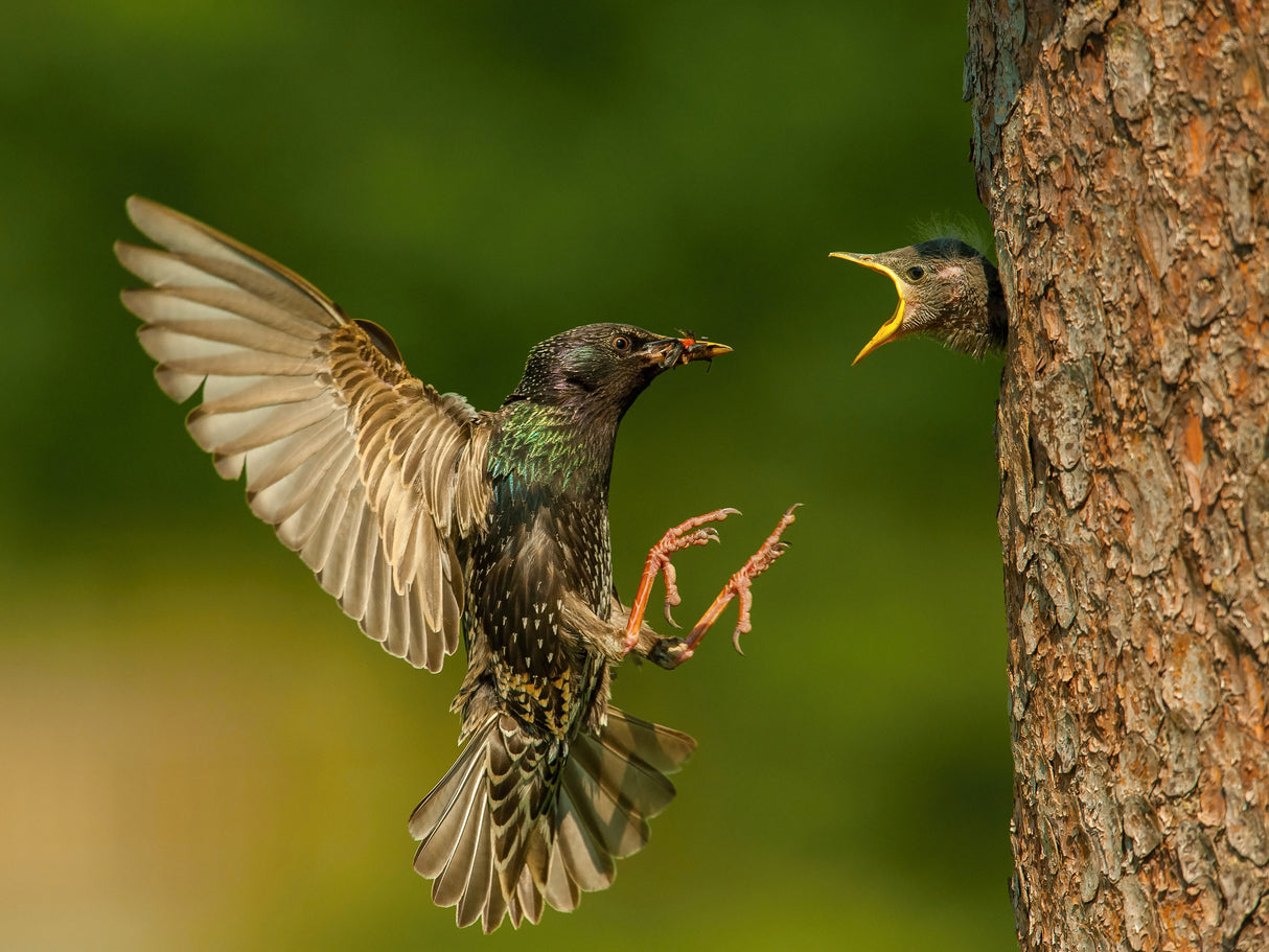 The Common Starling, Sturnus vulgaris Poster och Canvastavla