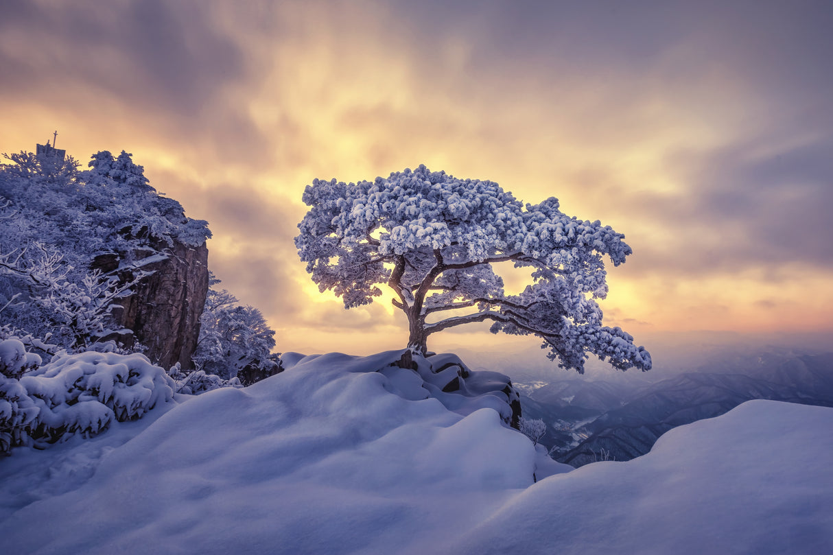 Pine tree on the rock Poster och Canvastavla