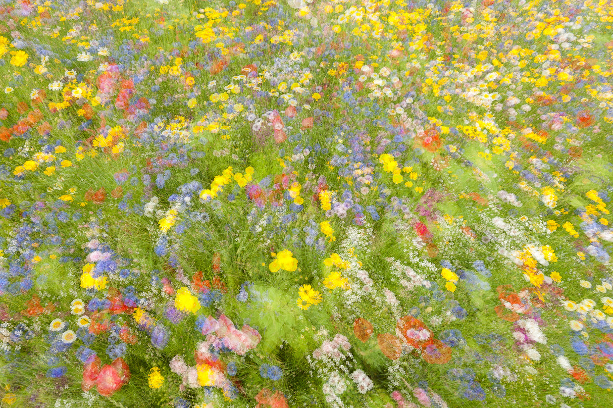 Summer field flowers.......... Poster och Canvastavla