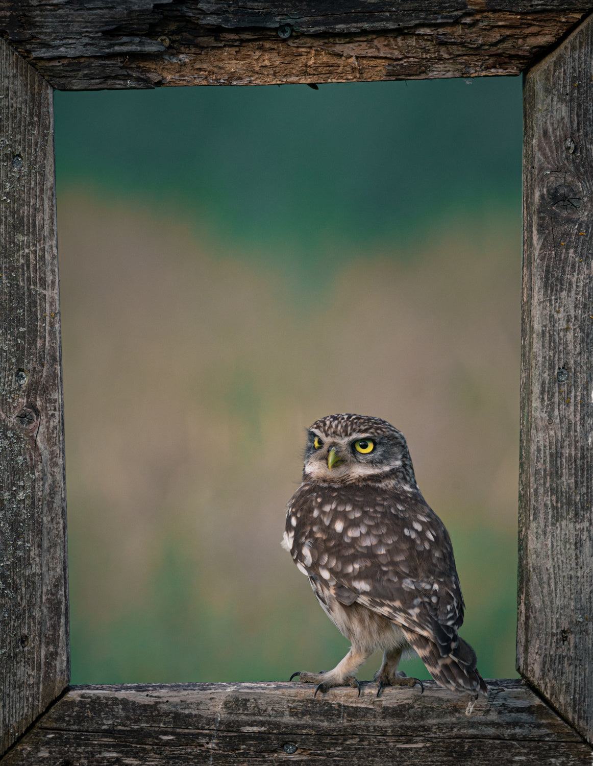 Framed Owl Poster och Canvastavla