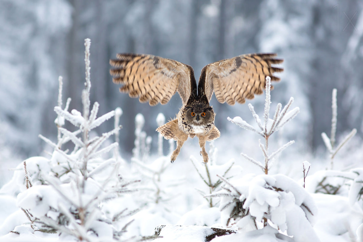 Eurasian eagle-owl Poster och Canvastavla