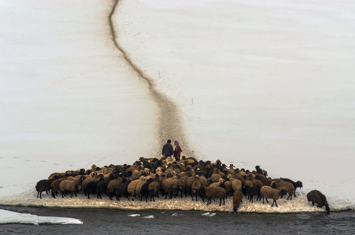 Sheep drinking water Poster och Canvastavla