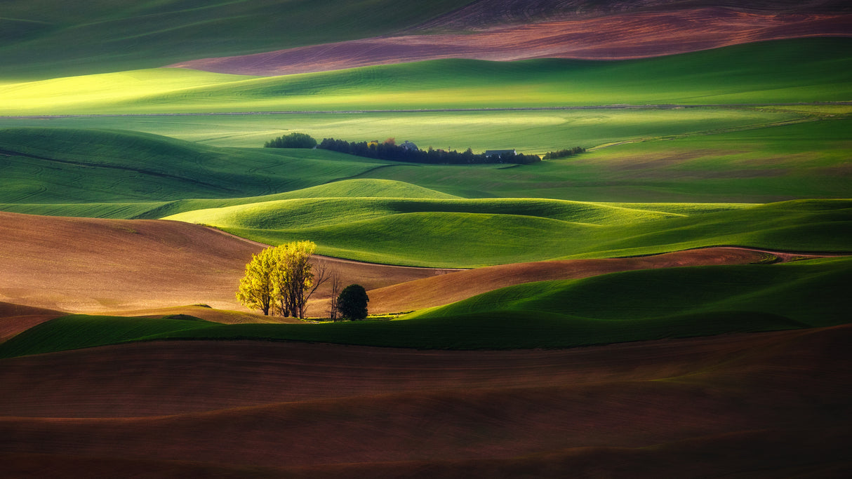Rolling Wheat Fields Poster och Canvastavla