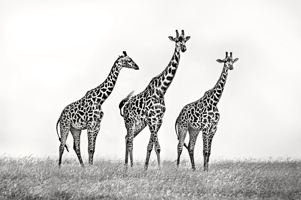 Giraffe family Poster och Canvastavla