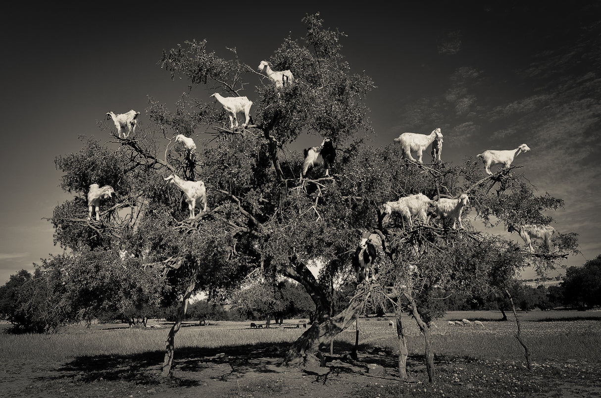 Argan loving goats Poster och Canvastavla