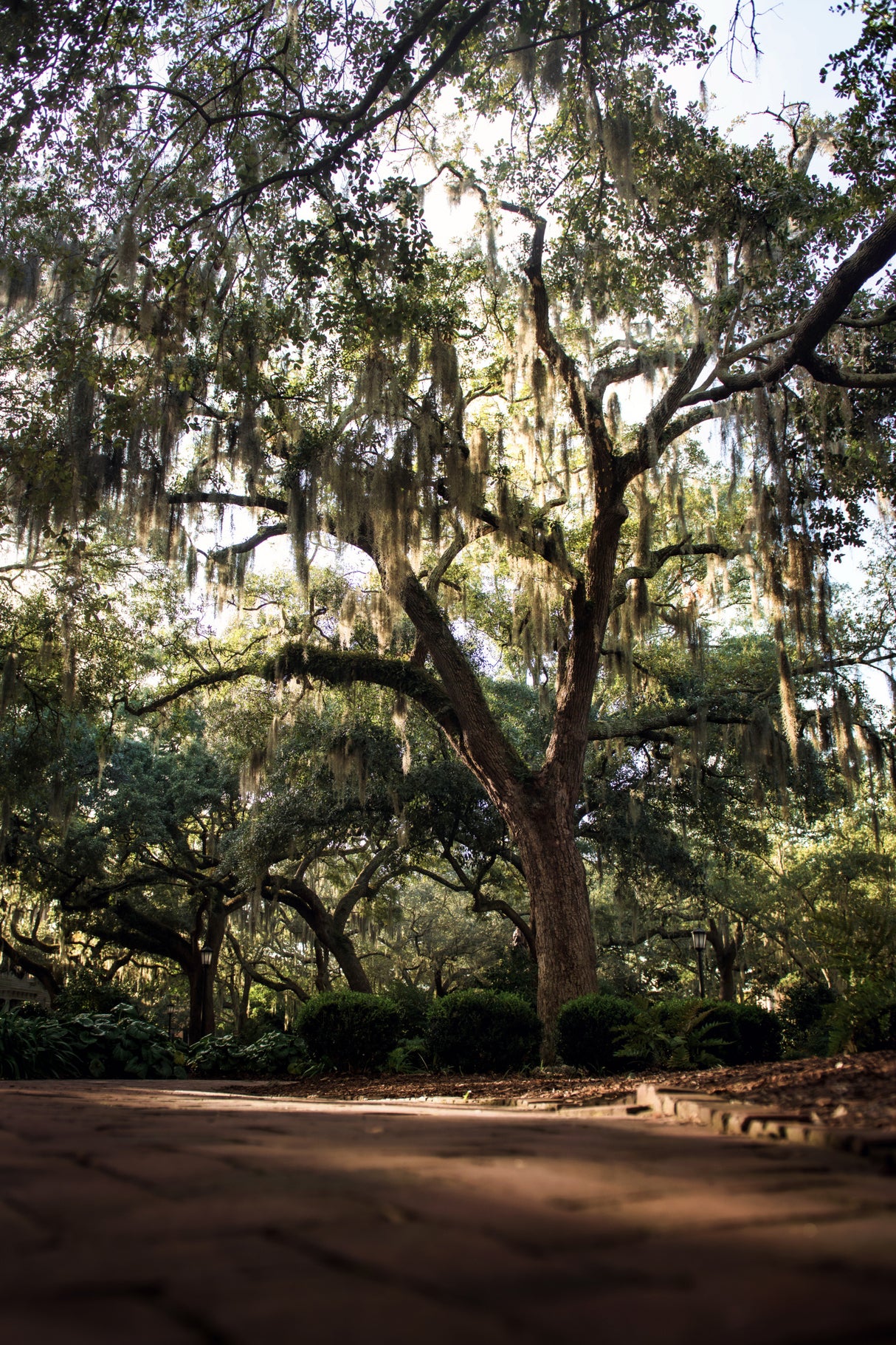 Oaks in Savannah Poster och Canvastavla
