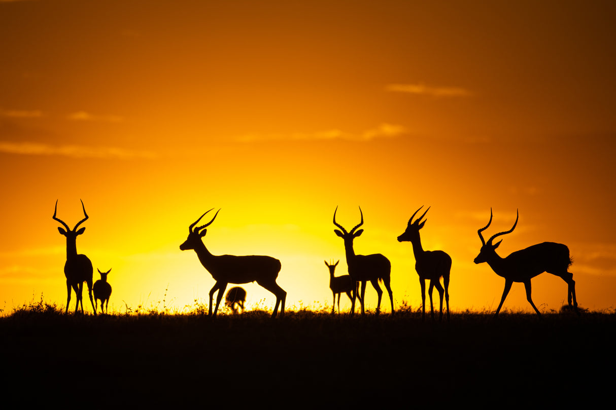 Just a sunset Poster och Canvastavla