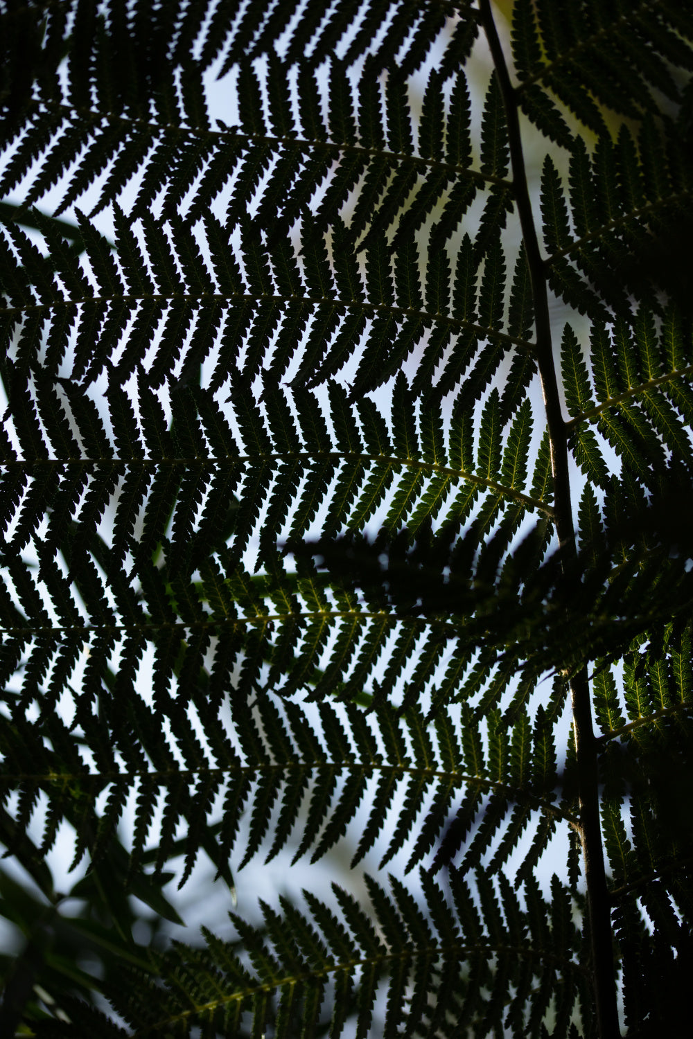 Fern Leaves_1 Poster och Canvastavla
