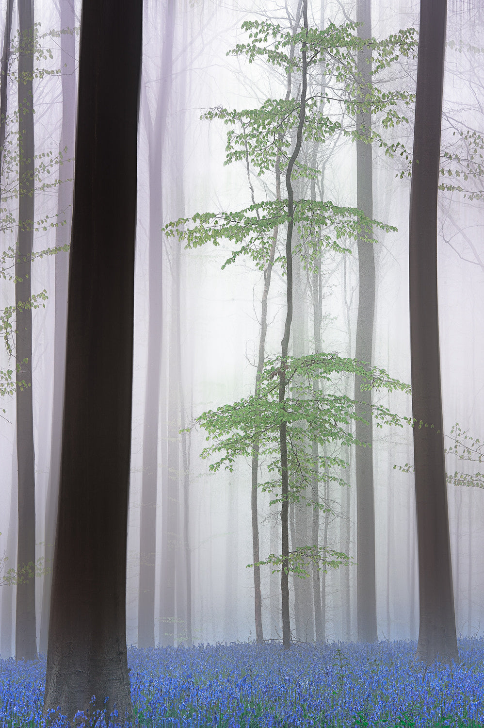 foggy forest .... Poster och Canvastavla
