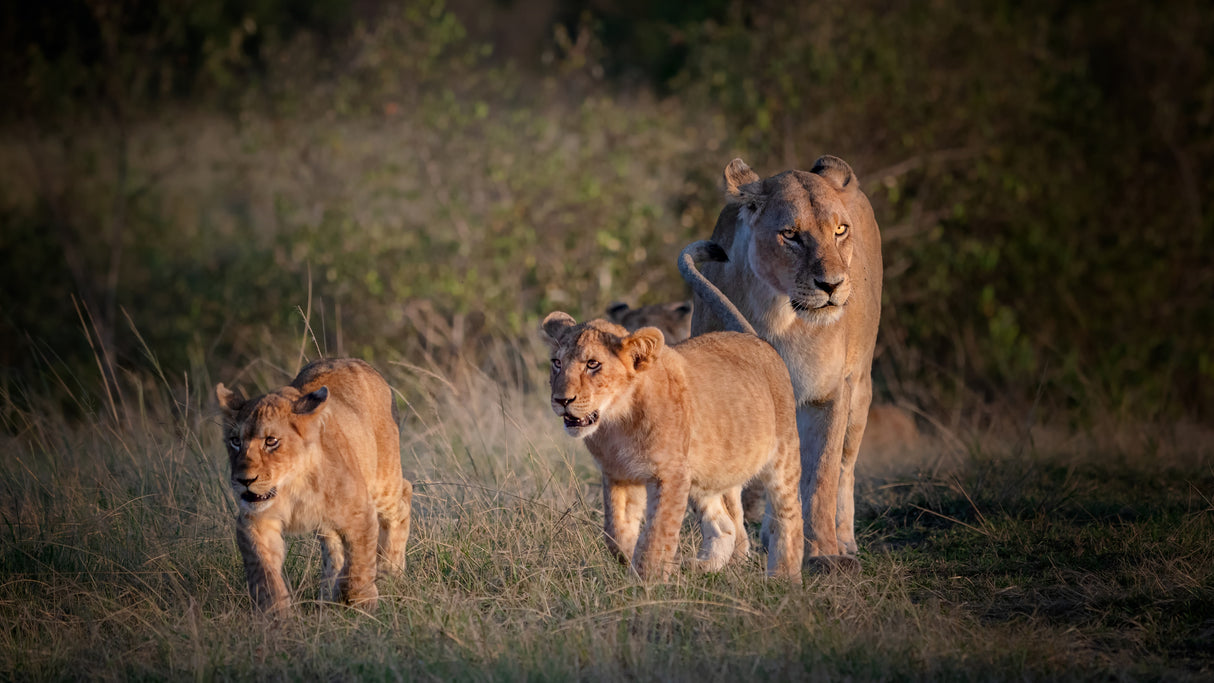 Lion family ! Poster och Canvastavla