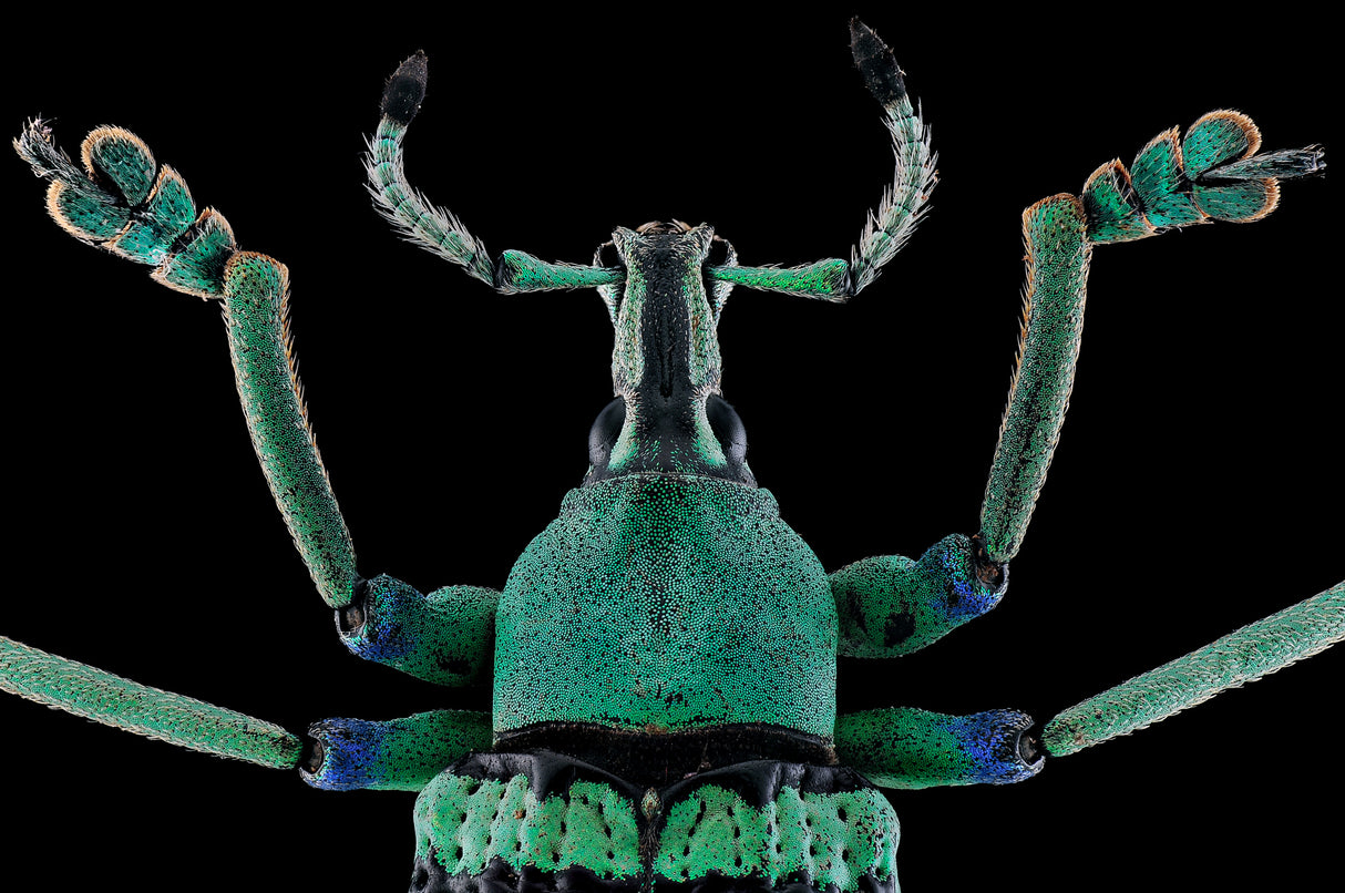 Eupholus magnificus Poster och Canvastavla