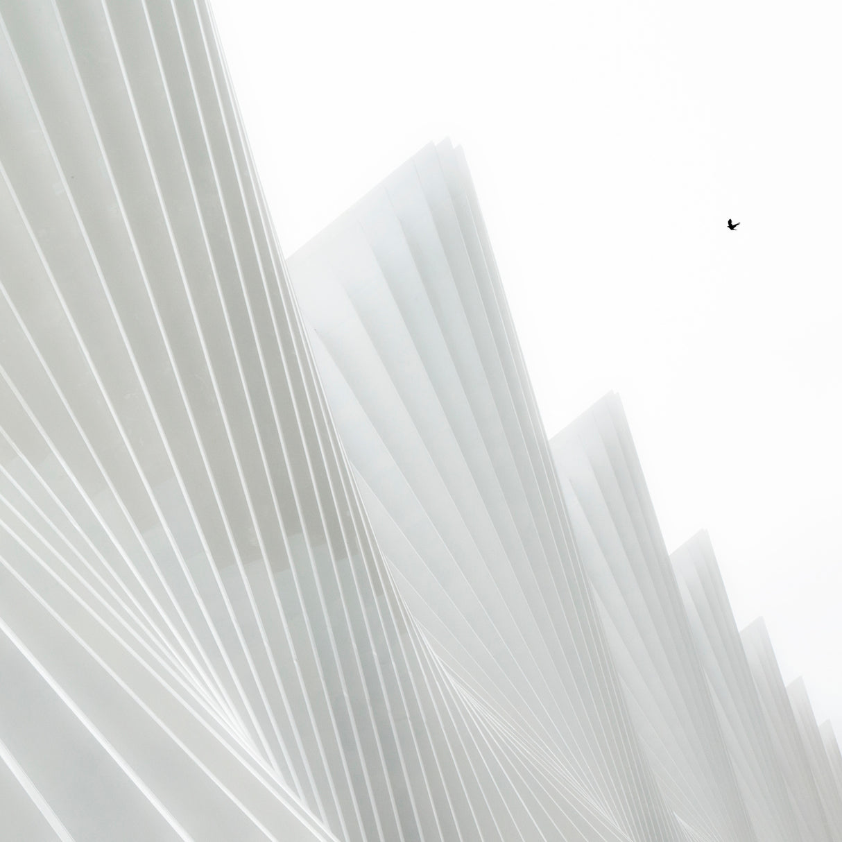 Vele/Sails Poster och Canvastavla