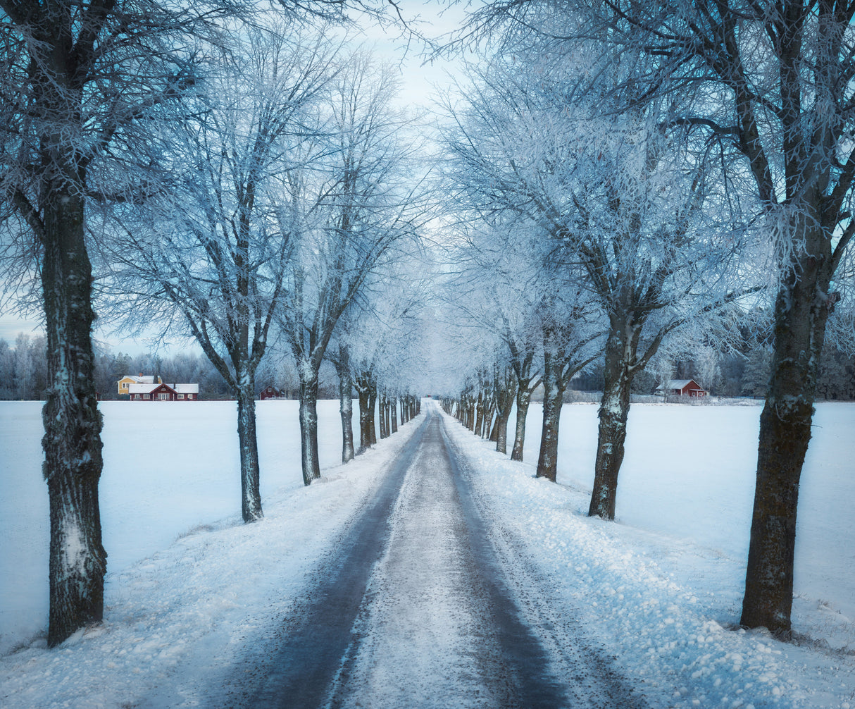 Swedish winter Poster och Canvastavla