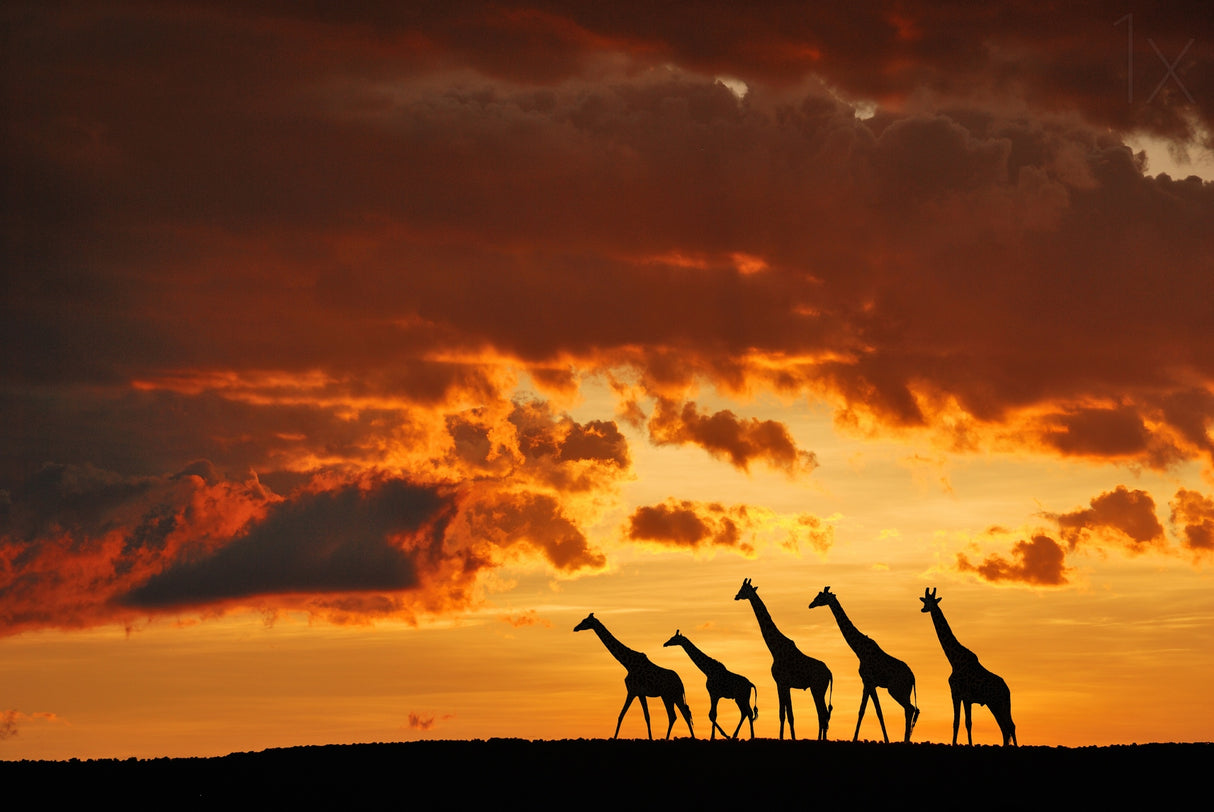 Five Giraffes Poster och Canvastavla