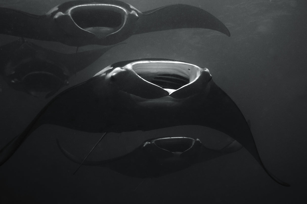 Palau Manta Train Poster och Canvastavla