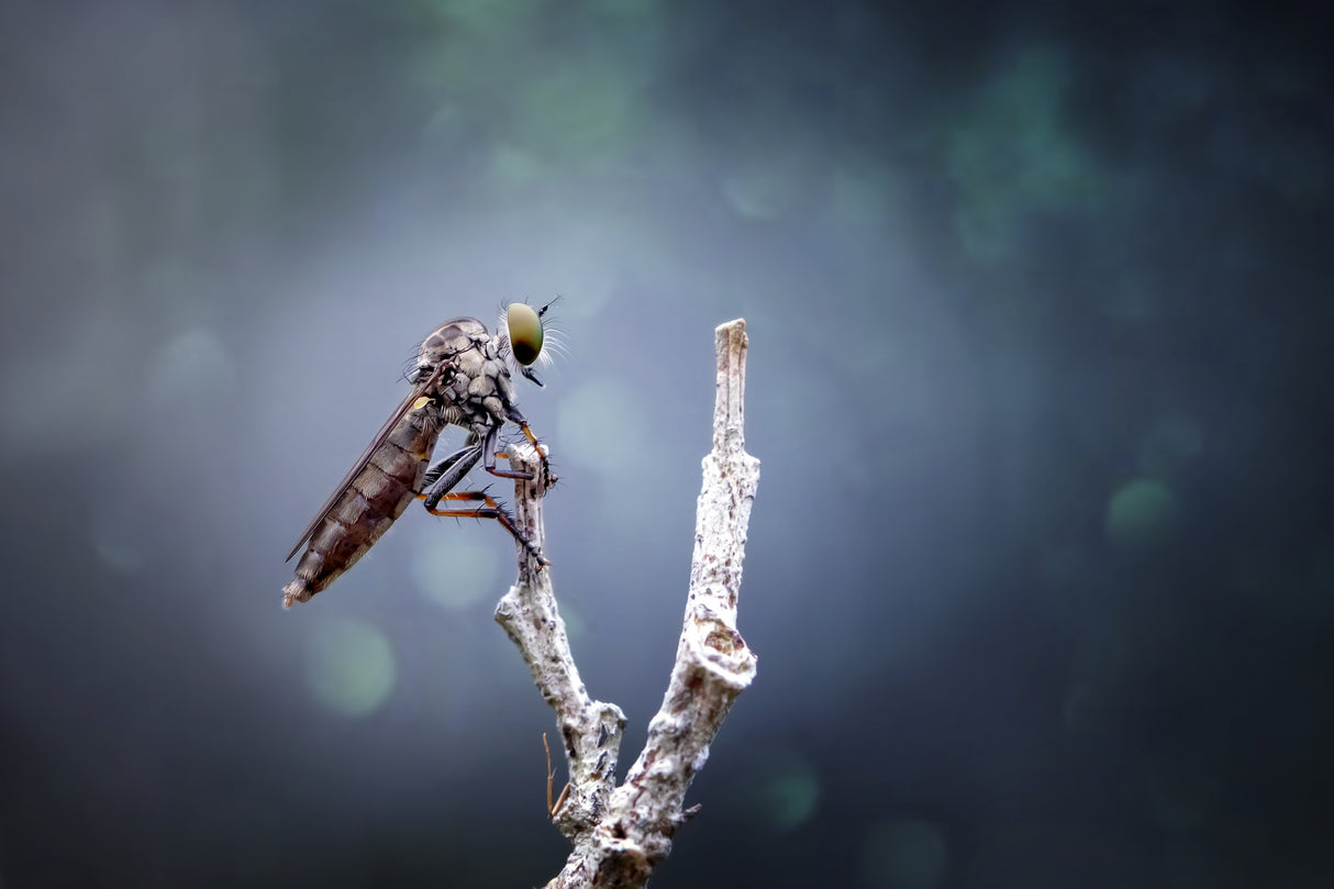 Lonely Mini Asilidae Poster och Canvastavla