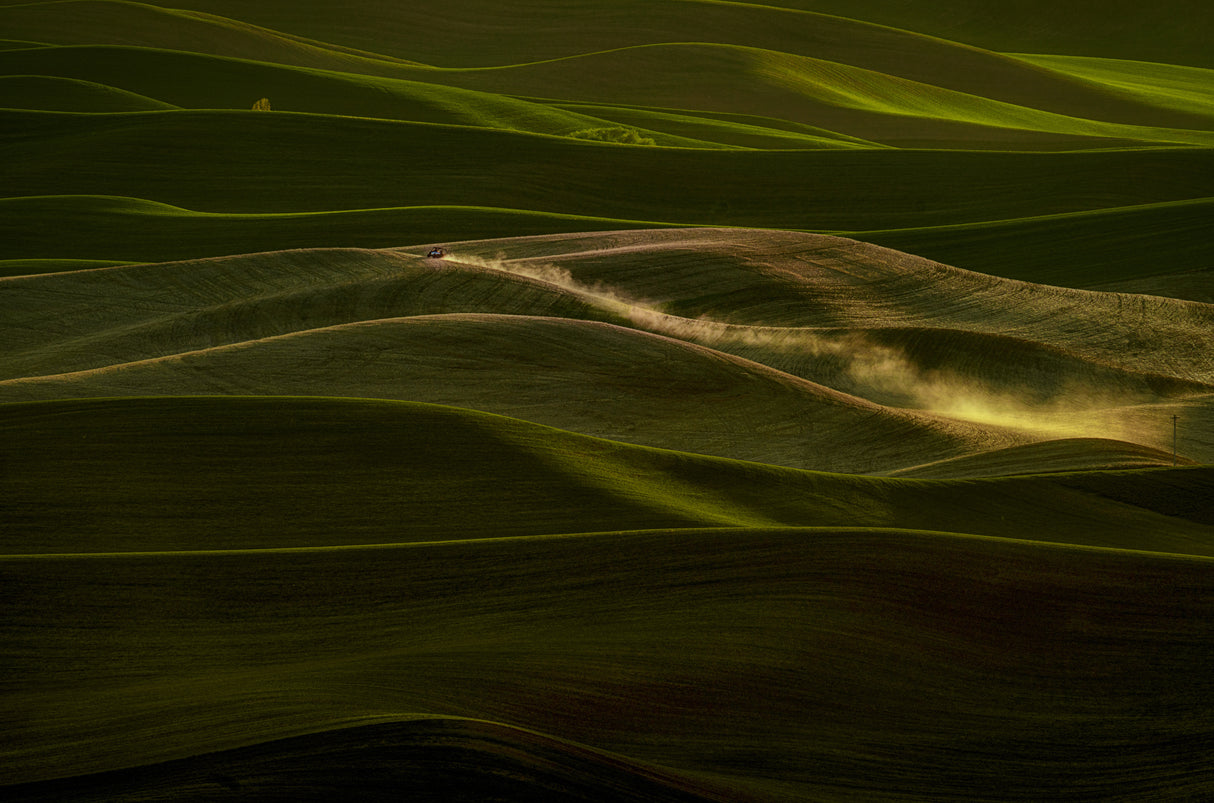 Early Spring Wheat Field Poster och Canvastavla