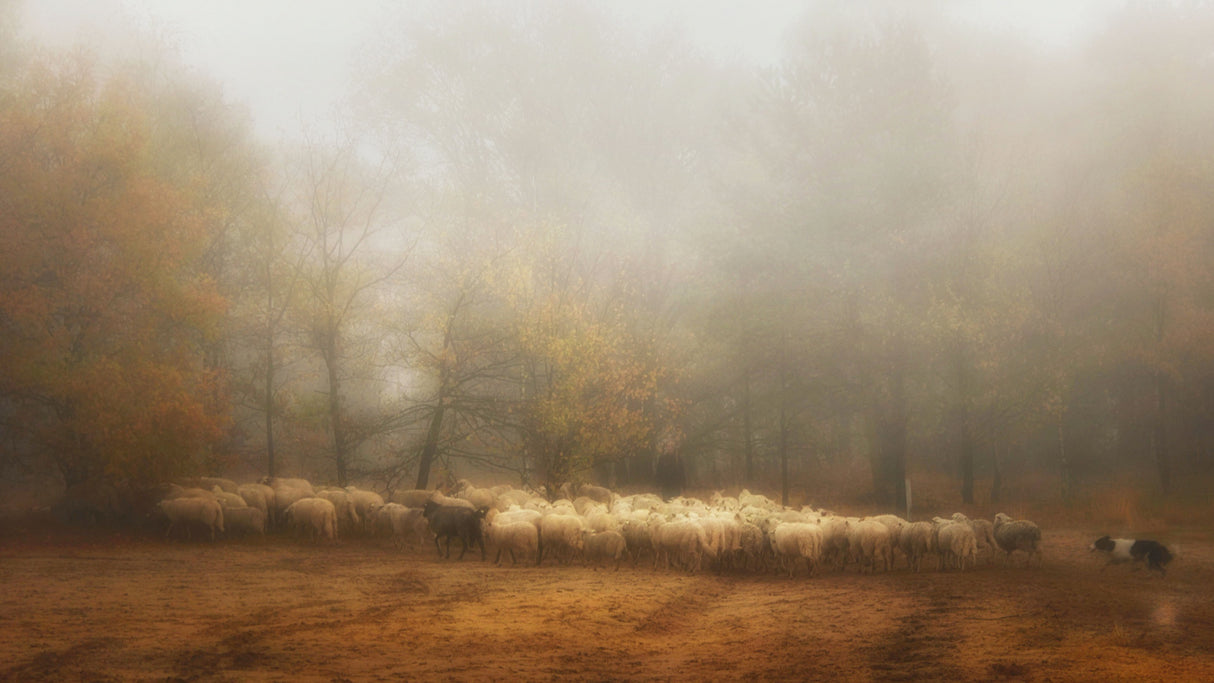 Foggy memory from the past Poster och Canvastavla