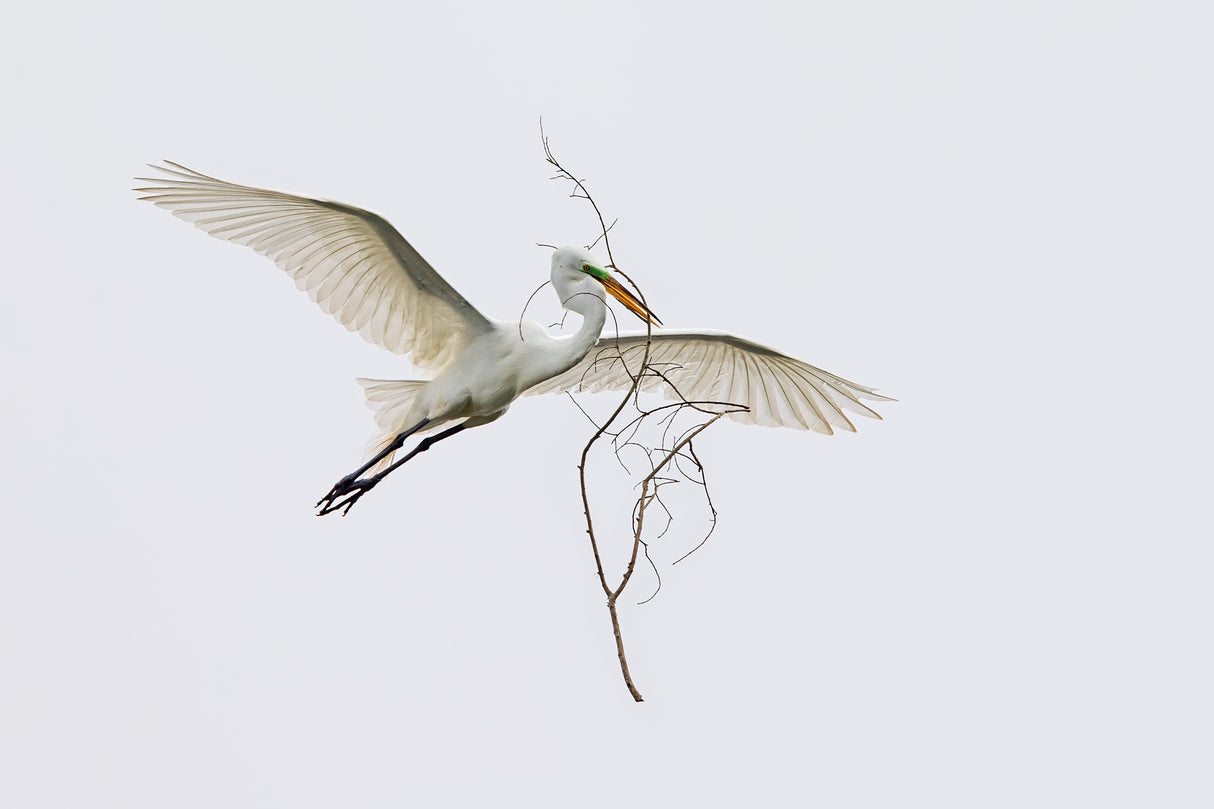 The husband is a hard-working bird. Poster och Canvastavla