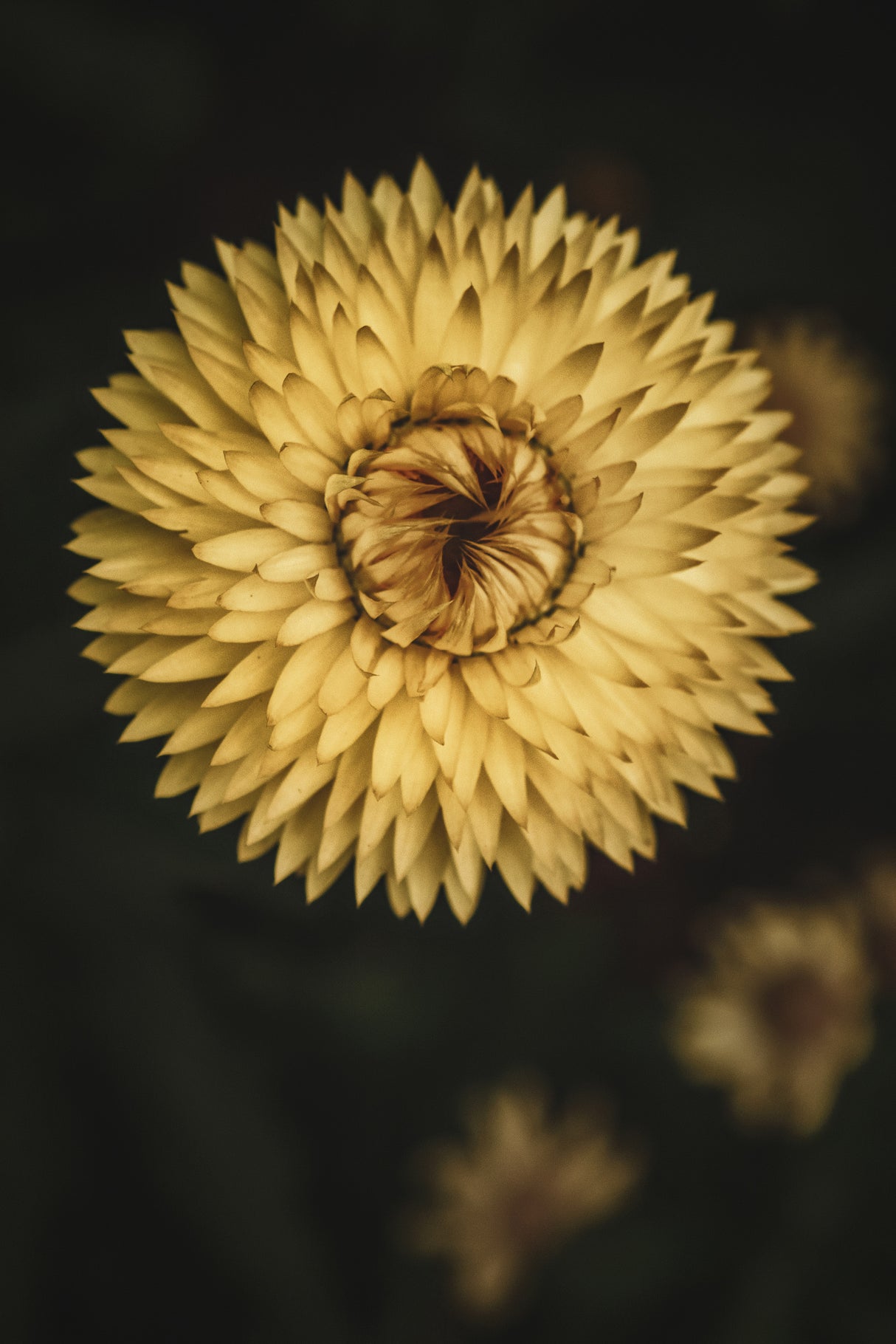 Yellow Floral Texture Poster och Canvastavla