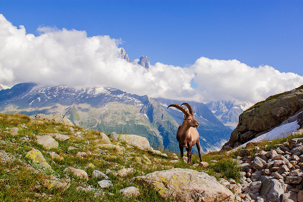 The king of Mont Blanc Poster och Canvastavla