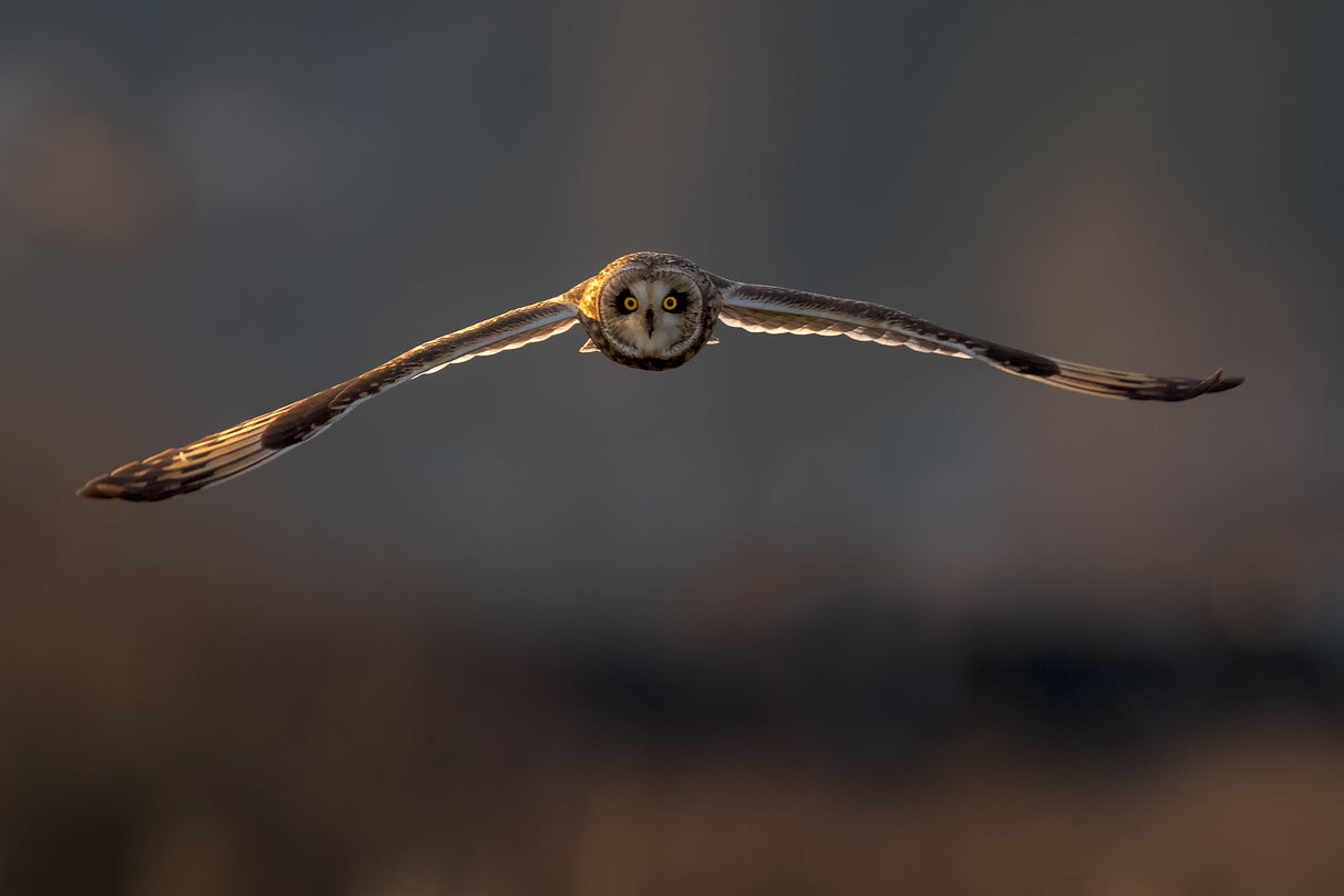 Flying to me Poster och Canvastavla