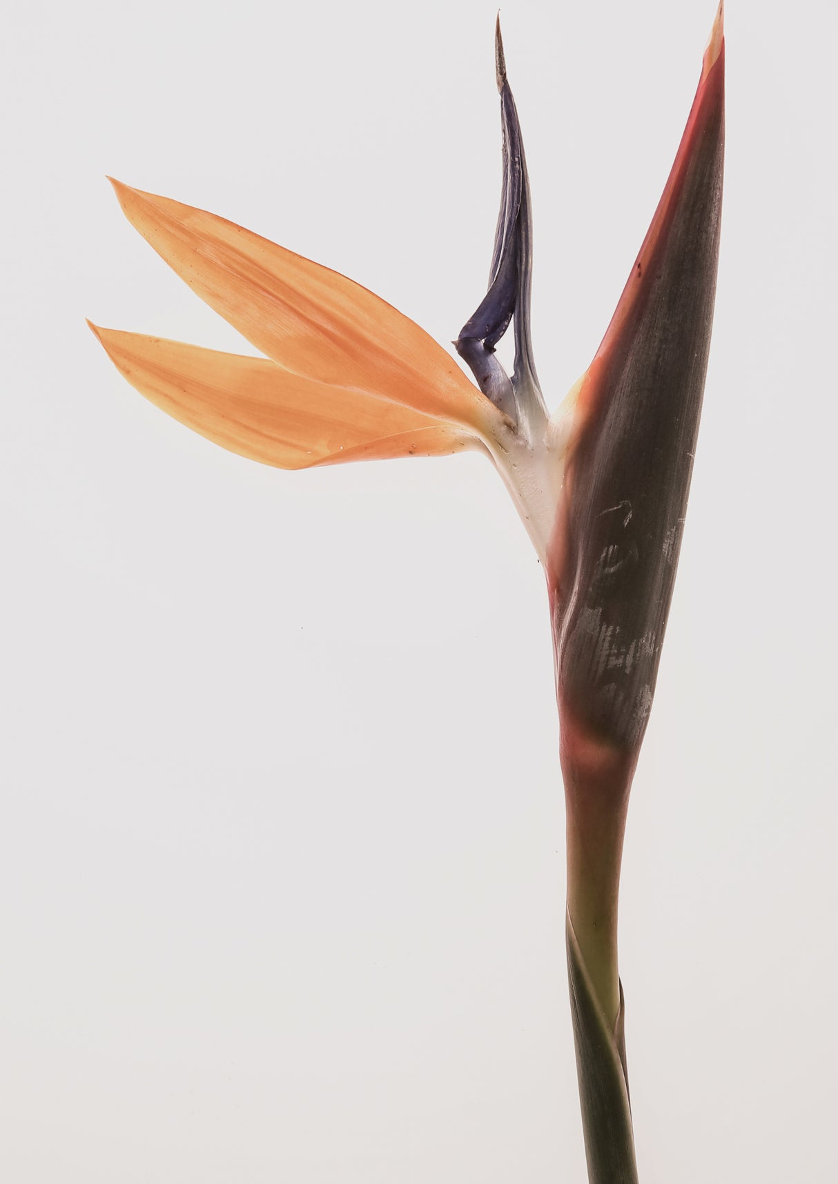 Queens Flower Poster och Canvastavla