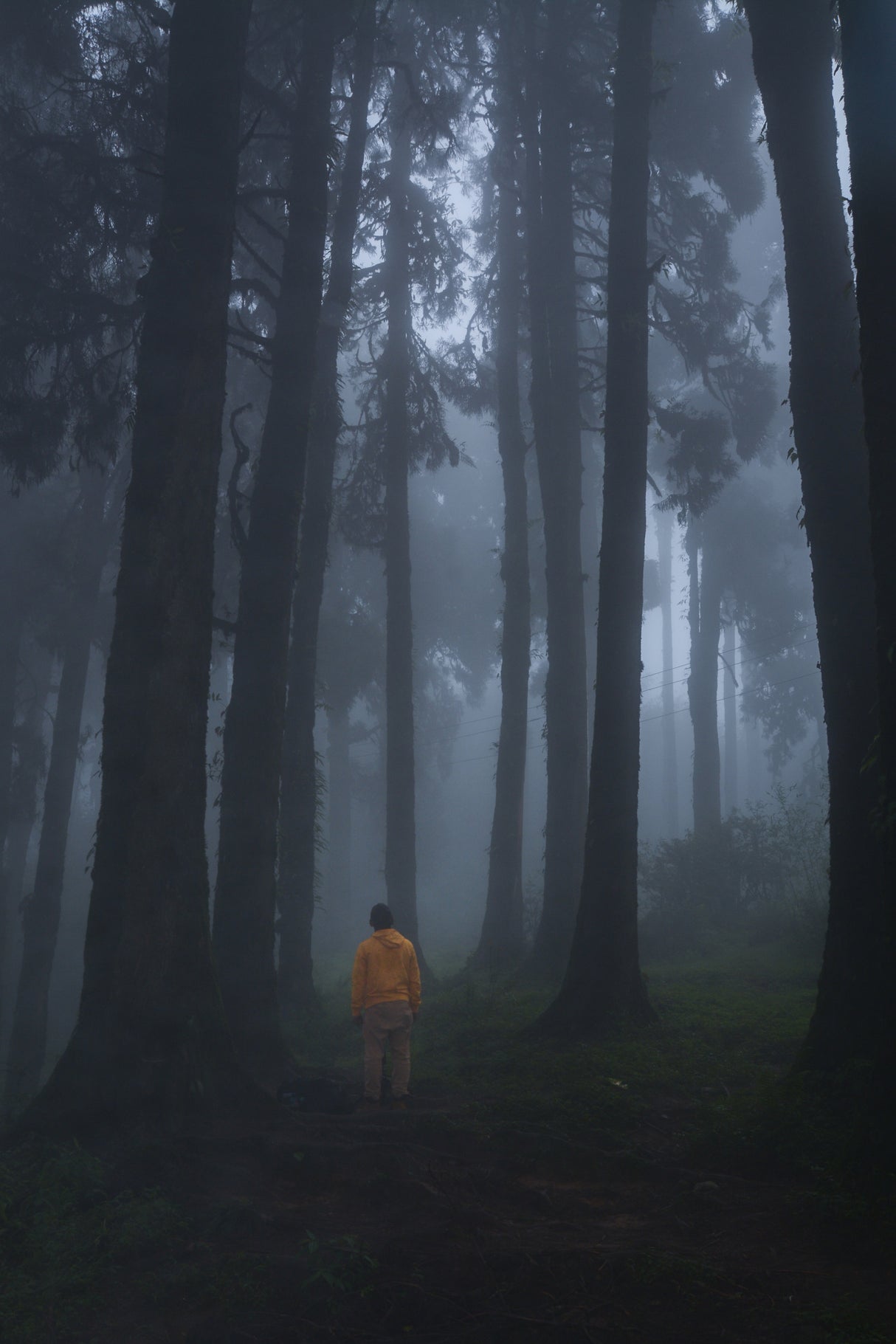 Mist and forest Poster och Canvastavla