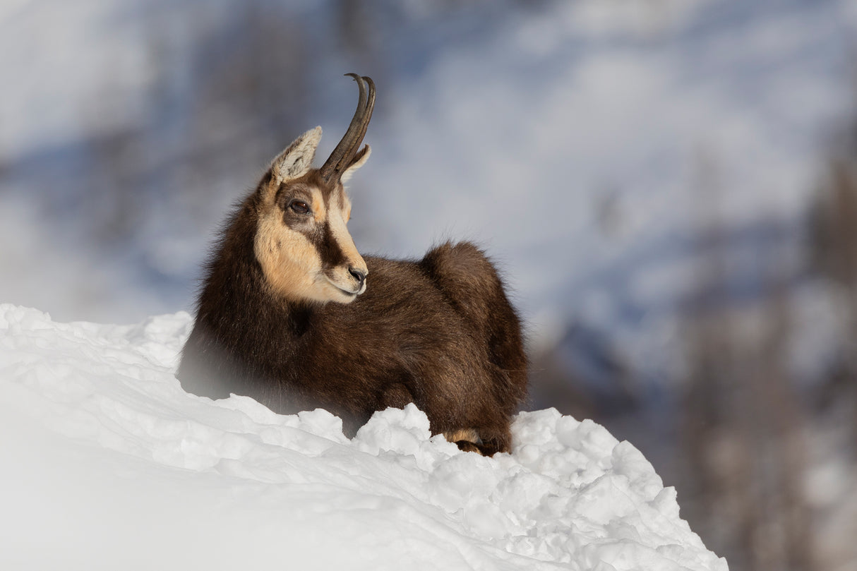 Chamois Poster och Canvastavla
