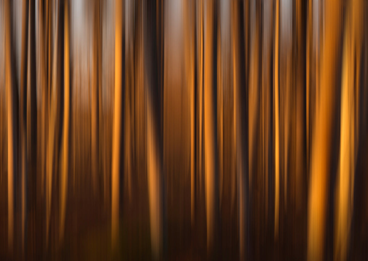 Trees kissed by light Poster och Canvastavla
