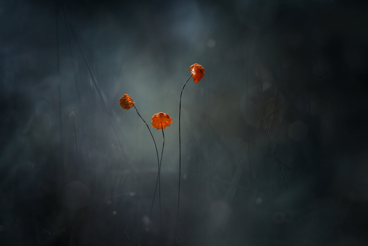 Little Mushrooms Poster och Canvastavla
