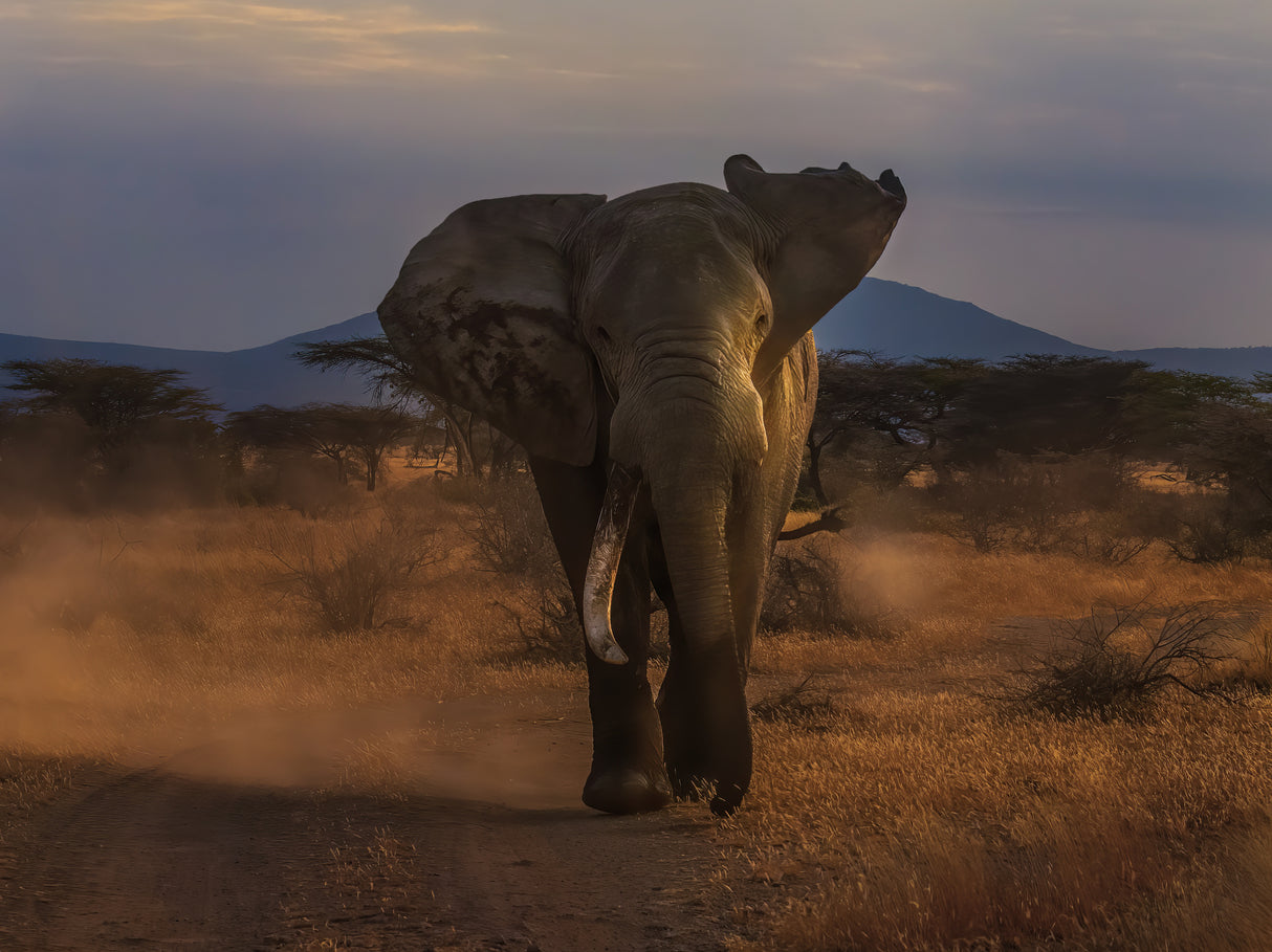 Angry Elephant Poster och Canvastavla